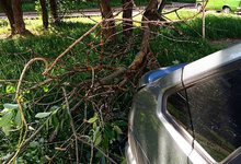 В Кирове сильный ветер уронил дерево на машины 