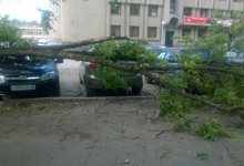 На машину упало дерево. Кто возместит ущерб?