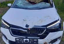 В Кировской области водитель иномарки сбил лося: трое человек пострадали