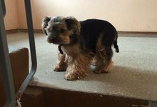 В Кирове разыскивают водителя, который раздавил терьера и скрылся