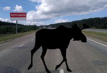 На трассе в Яранском районе лось «перевернул» «Мицубиси» 