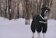 В Нововятске сбили собаку, которая шла с хозяином