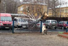 В Кирове ветер свалил березу на припаркованные машины