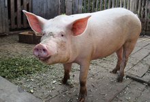 На трассе в Афанасьевском районе грузовик сбил поросенка