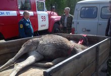 На трассе «Вятка» иномарка сбила лося 