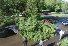 За разбитую деревом машину кировчанину заплатят соседи