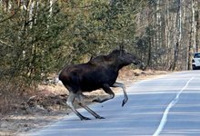 В Кировской области лось выскочил под два автомобиля 