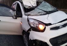В Кировской области на трассу выбежал лось: водитель получила травмы